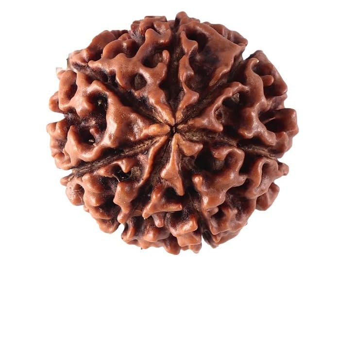 Divinity Crystals Nepalese 7 Mukhi Rudraksha Big Size Lab Certified for Wealth, Name, Fame, and Success Original 7 Face Rudraksha for Wealth