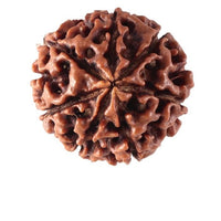 Divinity Crystals Nepalese 7 Mukhi Rudraksha Big Size Lab Certified for Wealth, Name, Fame, and Success Original 7 Face Rudraksha for Wealth