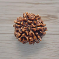 Divinity Crystals Nepalese 7 Mukhi Rudraksha Big Size Lab Certified for Wealth, Name, Fame, and Success Original 7 Face Rudraksha for Wealth