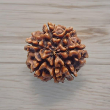 Divinity Crystals Nepalese 7 Mukhi Rudraksha Big Size Lab Certified for Wealth, Name, Fame, and Success Original 7 Face Rudraksha for Wealth
