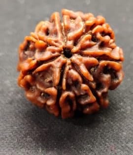 Divinity Crystals Nepalese 7 Mukhi Rudraksha Big Size Lab Certified for Wealth, Name, Fame, and Success Original 7 Face Rudraksha for Wealth