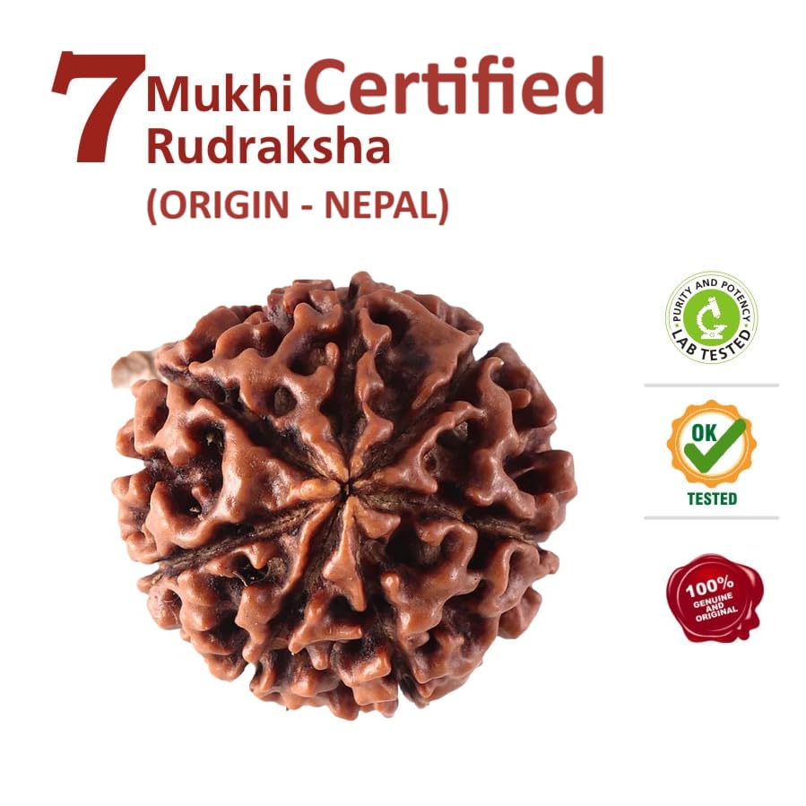 Divinity Crystals Nepalese 7 Mukhi Rudraksha Big Size Lab Certified for Wealth, Name, Fame, and Success Original 7 Face Rudraksha for Wealth