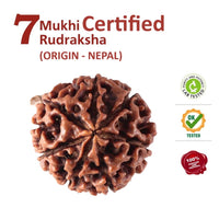 Divinity Crystals Nepalese 7 Mukhi Rudraksha Big Size Lab Certified for Wealth, Name, Fame, and Success Original 7 Face Rudraksha for Wealth