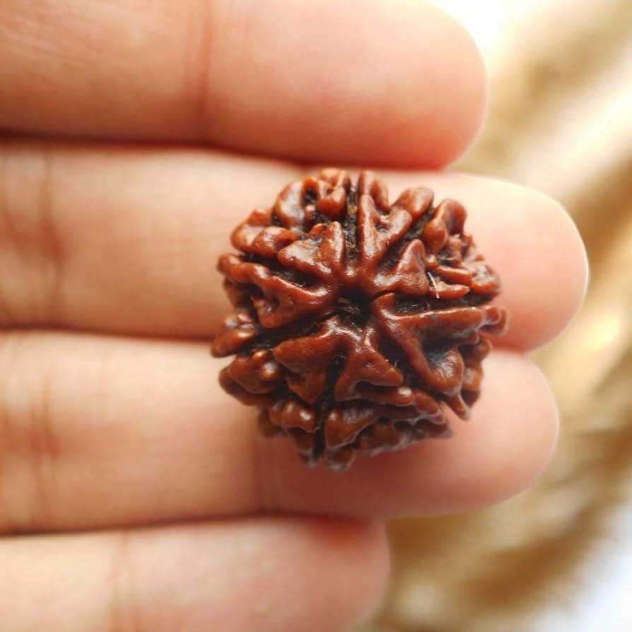 Divinity Crystals Nepalese 7 Mukhi Rudraksha Big Size Lab Certified for Wealth, Name, Fame, and Success Original 7 Face Rudraksha for Wealth