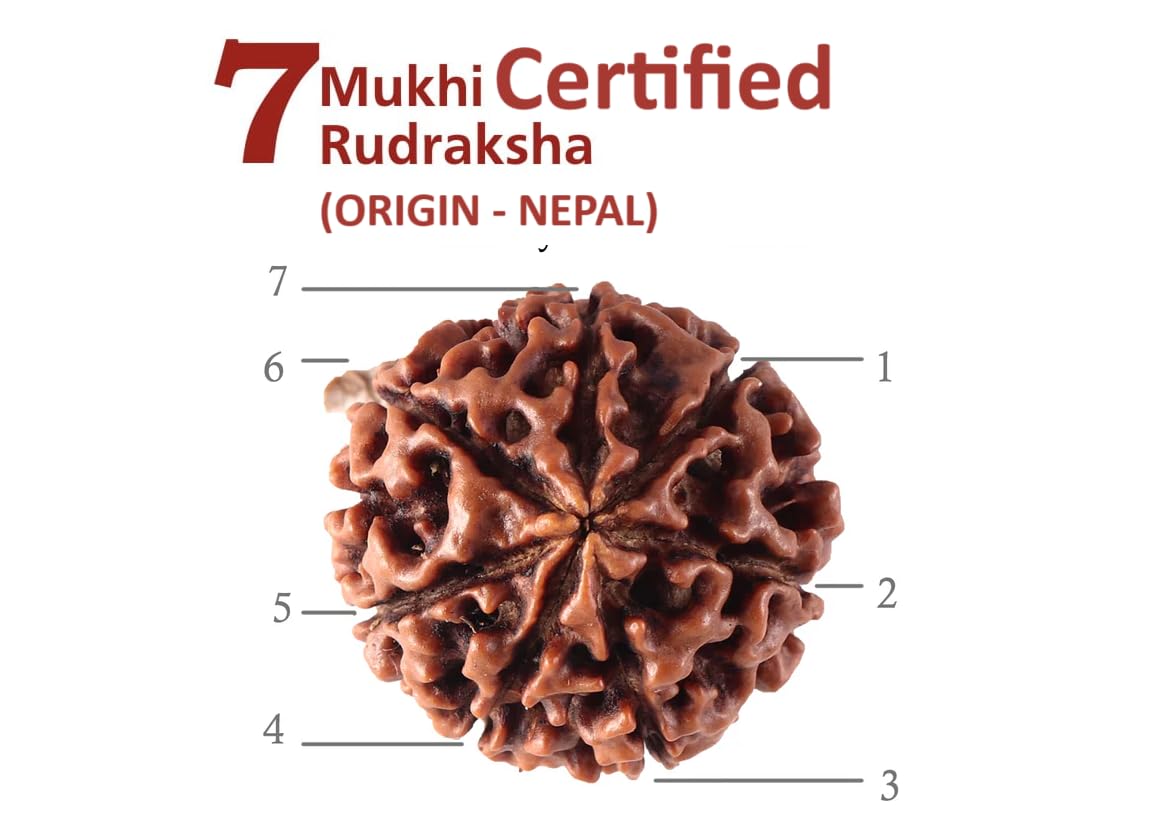 Divinity Crystals Nepalese 7 Mukhi Rudraksha Big Size Lab Certified for Wealth, Name, Fame, and Success Original 7 Face Rudraksha for Wealth