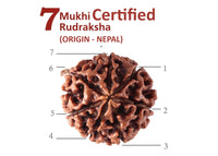Divinity Crystals Nepalese 7 Mukhi Rudraksha Big Size Lab Certified for Wealth, Name, Fame, and Success Original 7 Face Rudraksha for Wealth